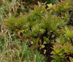 Vaccinium cylindraceum