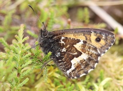 Hipparchia miguelensis