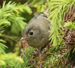 Regulus regulus azoricus