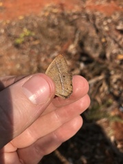 Yphthimoides patricia