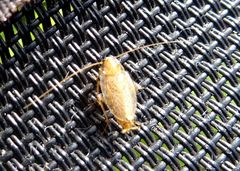 Planuncus tingitanus