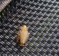 Planuncus tingitanus