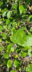 Styrax officinalis