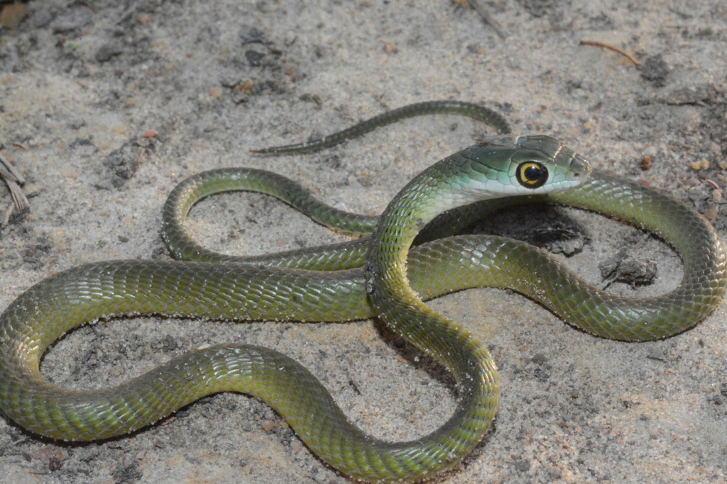 Slender Green Snake