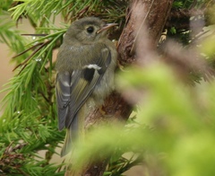 Regulus regulus azoricus