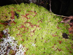 Sphagnum aongstroemii