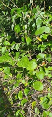 Styrax officinalis