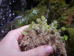 Sphagnum aongstroemii
