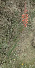 Watsonia aletroides