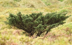 Juniperus brevifolia