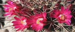 Mammillaria sonorensis
