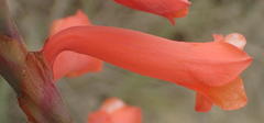Watsonia aletroides