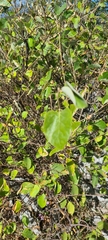 Styrax officinalis