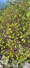 Styrax officinalis