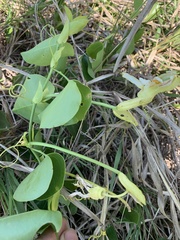 Passiflora mucronata
