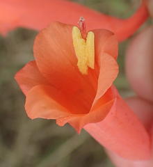 Watsonia aletroides