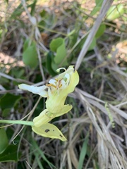 Passiflora mucronata