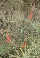 Watsonia aletroides