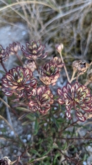 Iberis procumbens