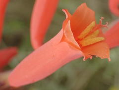 Watsonia aletroides