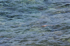 Laticauda semifasciata