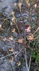 Iberis procumbens