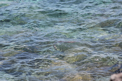 Laticauda semifasciata