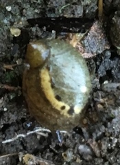 Milacidae