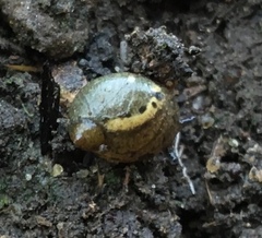 Milacidae