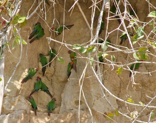 Pyrrhura roseifrons