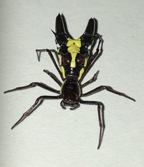 Micrathena pichincha