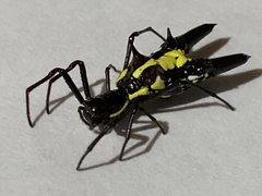 Micrathena pichincha