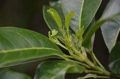 Acronychia pedunculata