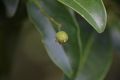 Acronychia pedunculata