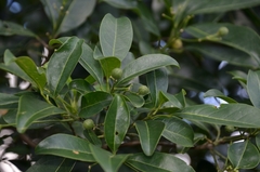 Acronychia pedunculata