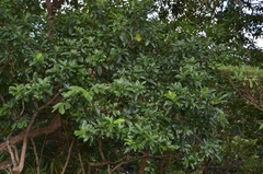 Acronychia pedunculata