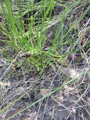 Anginon difforme