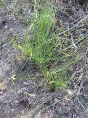 Anginon difforme