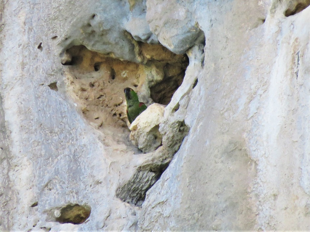 Thick-billed and Maroon-fronted Parrots
