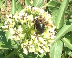 Xylocopa virginica texana