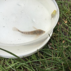 Cottus gobio