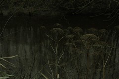 Heracleum sosnowskyi