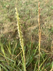 Sporobolus anglicus
