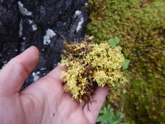 Vulpicida juniperinus