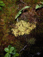 Vulpicida juniperinus