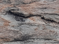 Caprimulgus tristigma