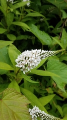 Lysimachia clethroides