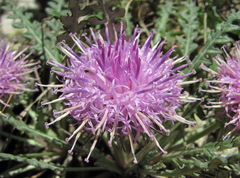 Jurinea filicifolia