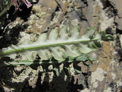 Jurinea filicifolia