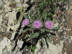 Jurinea filicifolia